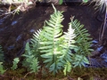 Polypodium species #301.jpg