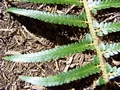 Polystichum � maderense #298.jpg