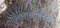 Polystichum � maderense #300.jpg