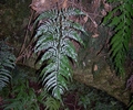 Polystichum drepanum #223.jpg