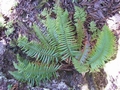 Polystichum falcinellum #009.jpg