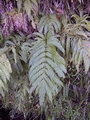Pteris incompleta #164.jpg