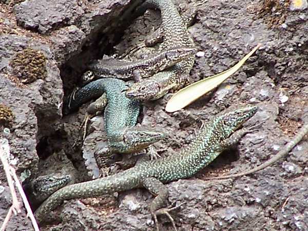 lizards_3.jpg