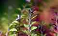 hymenophyllum_wilsonii_p02.jpg