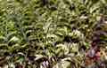 hymenophyllum_wilsonii_p03.jpg