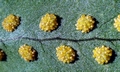 Polypodium macaronesium #03.jpg