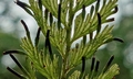 Crepidomanes (Vandenboschia) auriculatum #H21.jpg