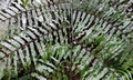 Cyathea podophylla #B01.jpg