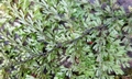 Hymenophyllum polyanthos complex ! #J04A.jpg