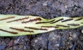 Loxogramme salicifolia #H03.jpg